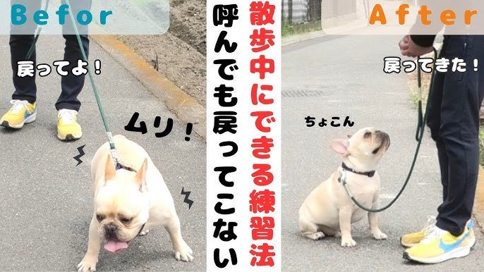 散歩中のしつけで大切な3つの基本ルール