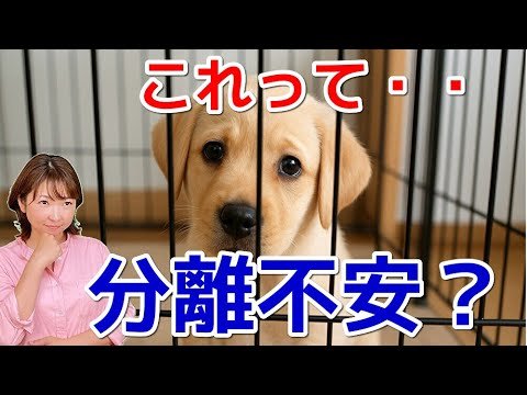 分離不安の治し方3手順の全体像