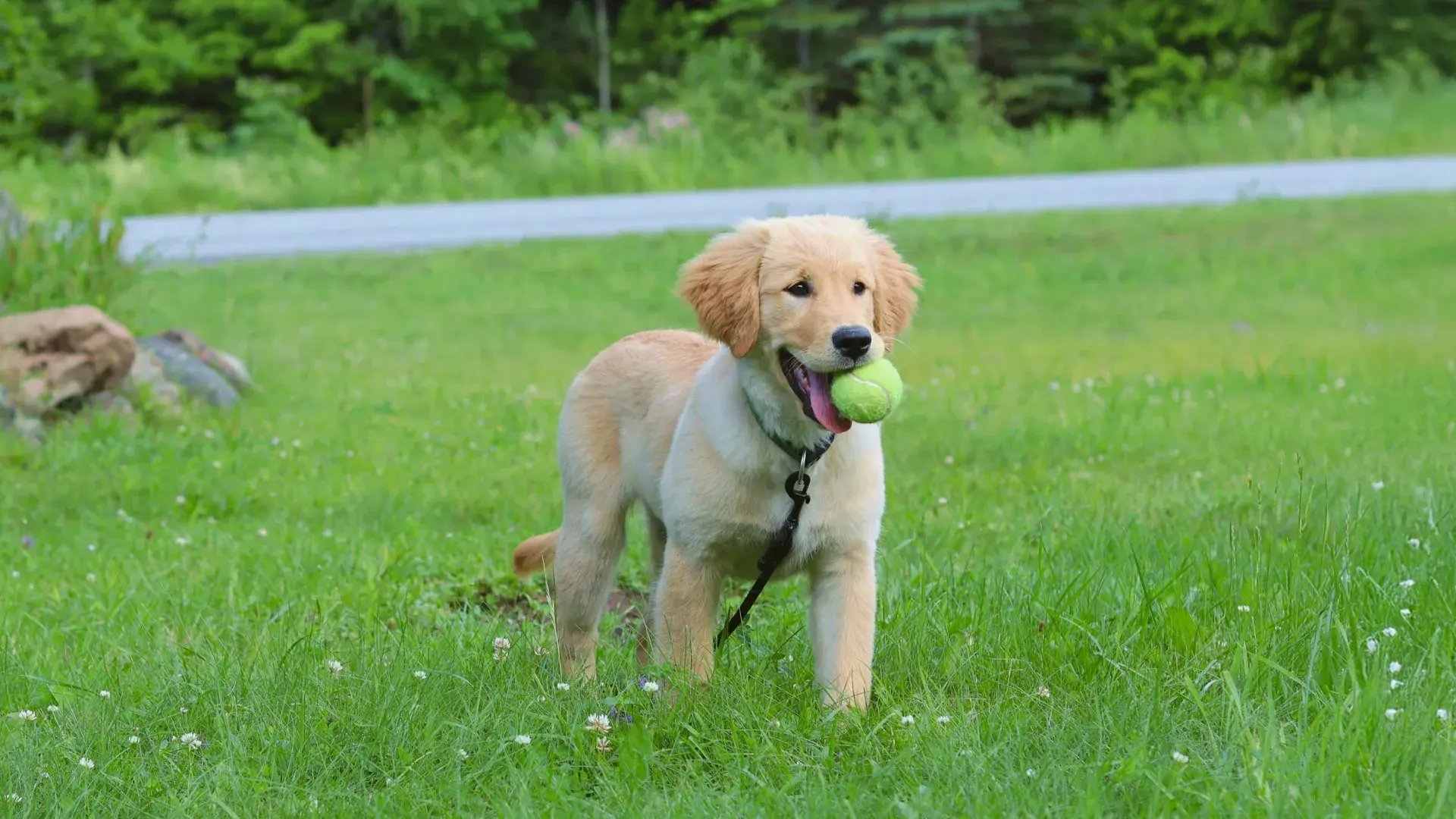 子犬が噛む主な4つの原因を理解する