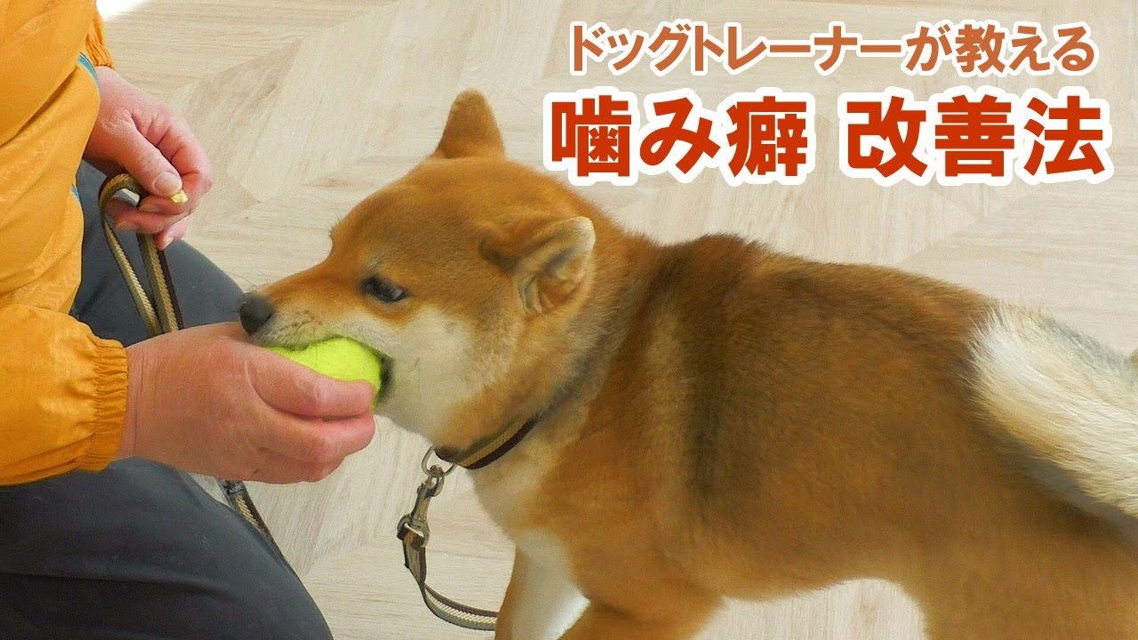 噛み癖のしつけはいつから始めるべきか
