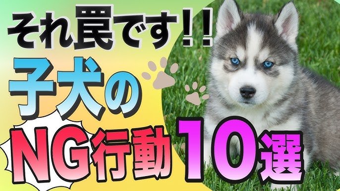 失敗しないためのしつけの基本3ルール