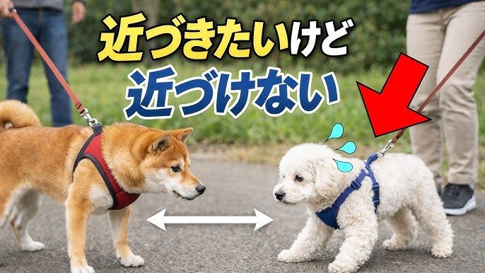 失敗しない散歩トレーニング5つの方法