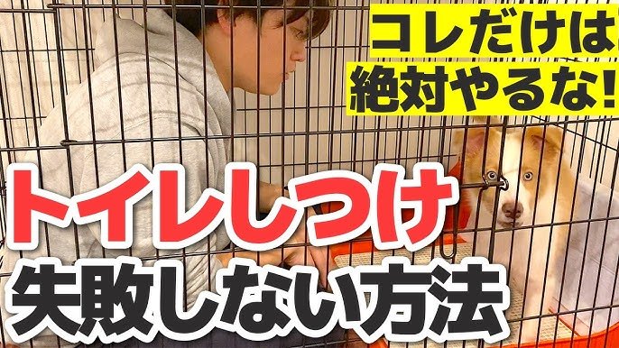トイレを失敗したときの叱らない対応方法