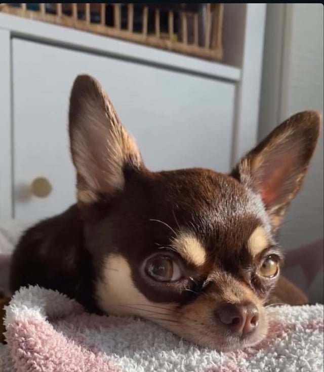 犬がトイレを失敗するときにまず確認したいこと
