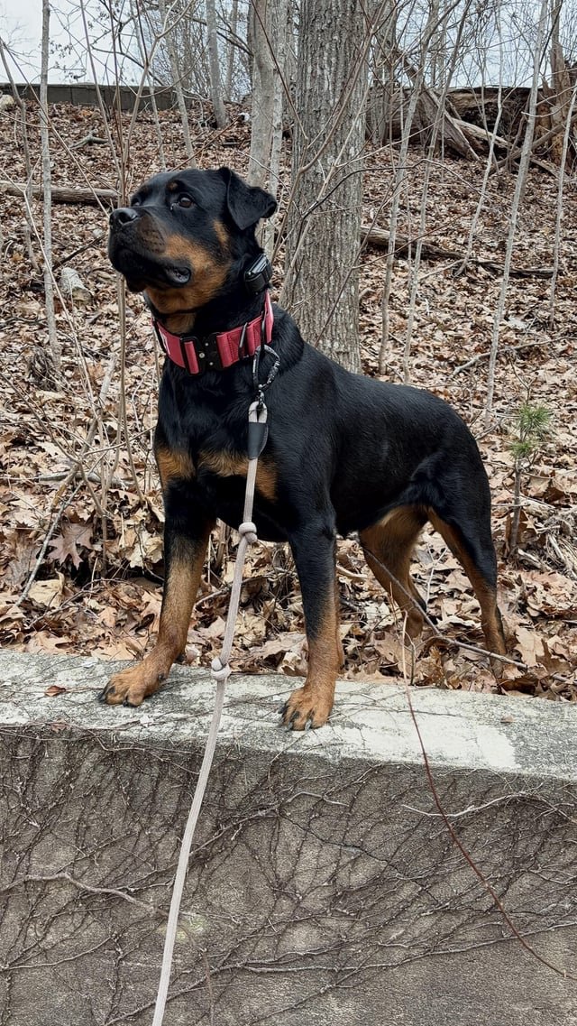 嫉妬している犬が見せる主な行動サイン