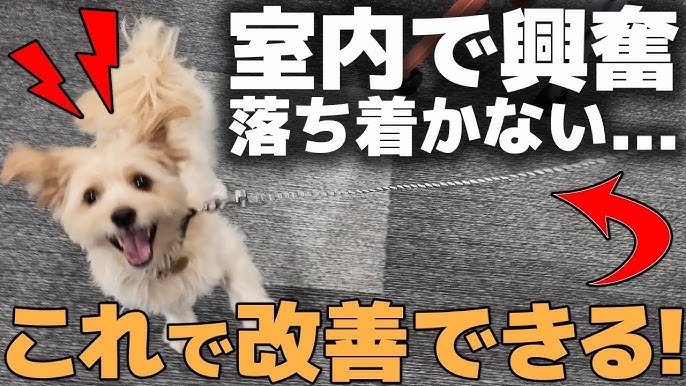 興奮しやすい子犬を落ち着かせる練習法