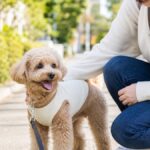 犬の去勢後の散歩はいつから？失敗しない回復ケア3つ