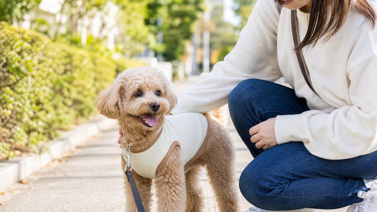 犬の去勢後の散歩はいつから？失敗しない回復ケア3つ