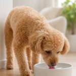 犬が水をよく飲むのは病気？受診が遅れて損しない5つの見分け方