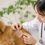 犬の皮膚病の種類と症状一覧｜悪化させない見分け方