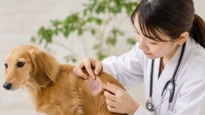 犬の皮膚病の種類と症状一覧｜悪化させない見分け方