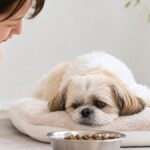 犬が元気なく食欲ない…病気かを見分ける5チェック