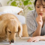 犬が嘔吐したときの危ない病気原因と対処3つ