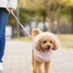 犬の避妊手術後の散歩はいつから？失敗しない回復ケア5つ