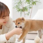 子犬の噛み癖はいつまで？失敗しないしつけ3つのコツ
