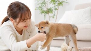 子犬の噛み癖はいつまで？失敗しないしつけ3つのコツ