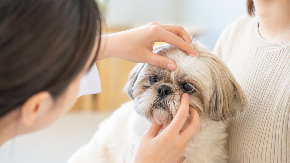 犬の目やにが多い原因と病気　放置で損しない3つの見分け方