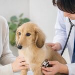 犬の下痢で病気を見逃さない原因と対処