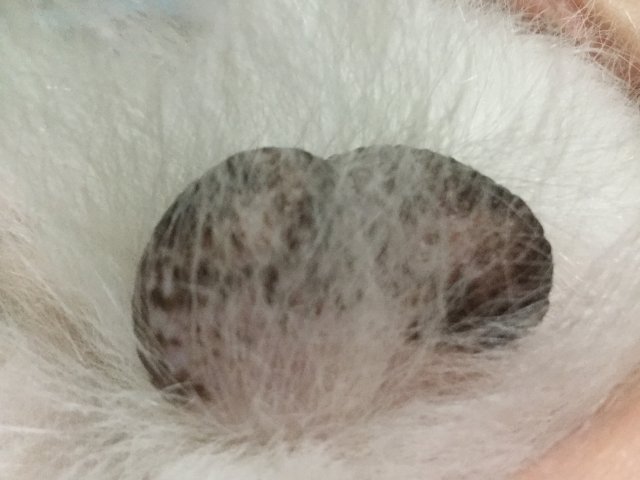 未去勢犬で玉袋が黒く腫れているときの注意点