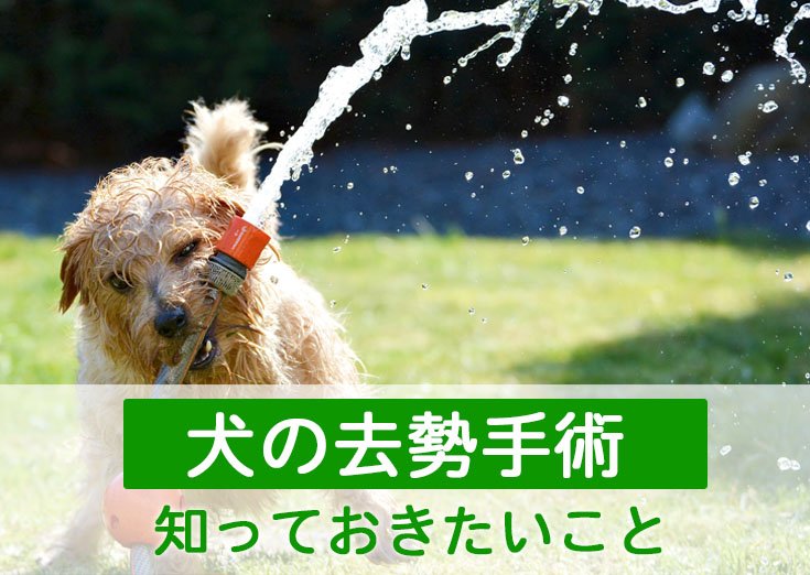 去勢後も起こりうる陰嚢・周辺の主な病気