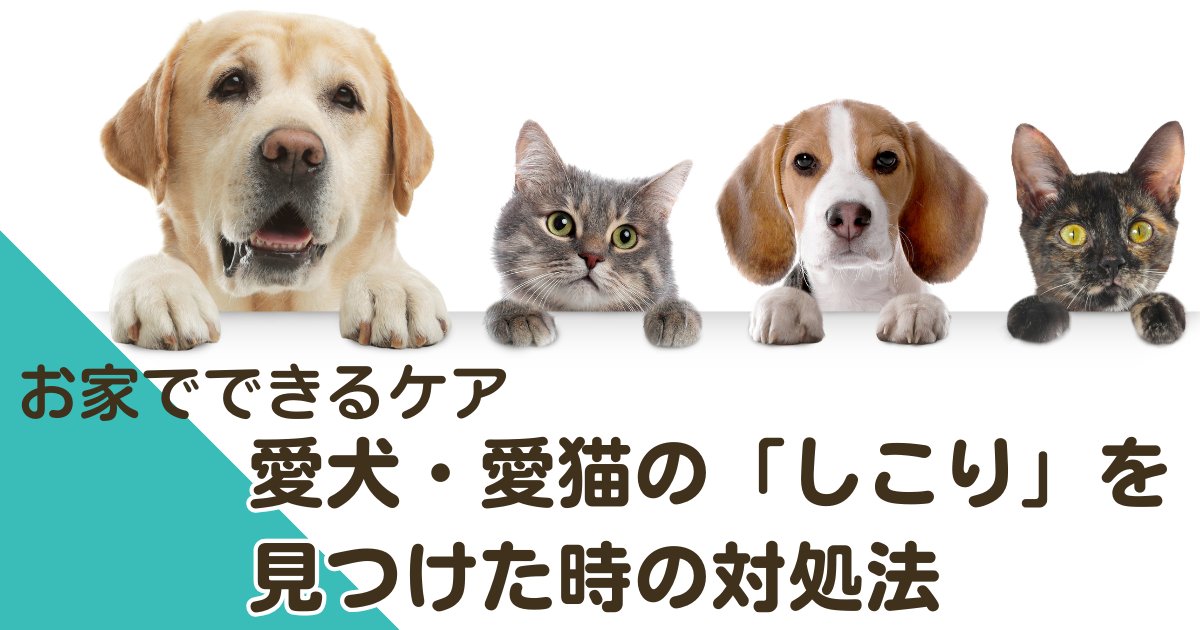 すぐに動物病院へ行くべきケースの目安