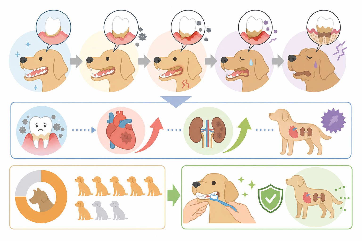 犬に歯磨きが必要な理由|歯周病は全身疾患につながる