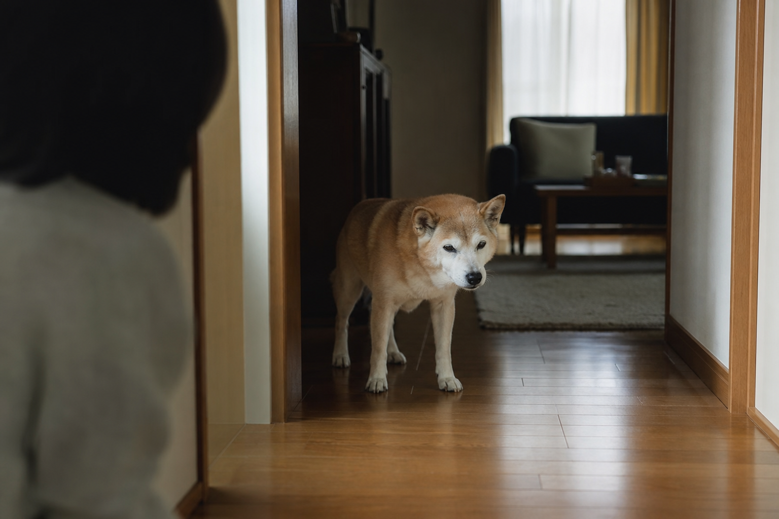 犬の認知症（認知機能障害）とはどんな病気か