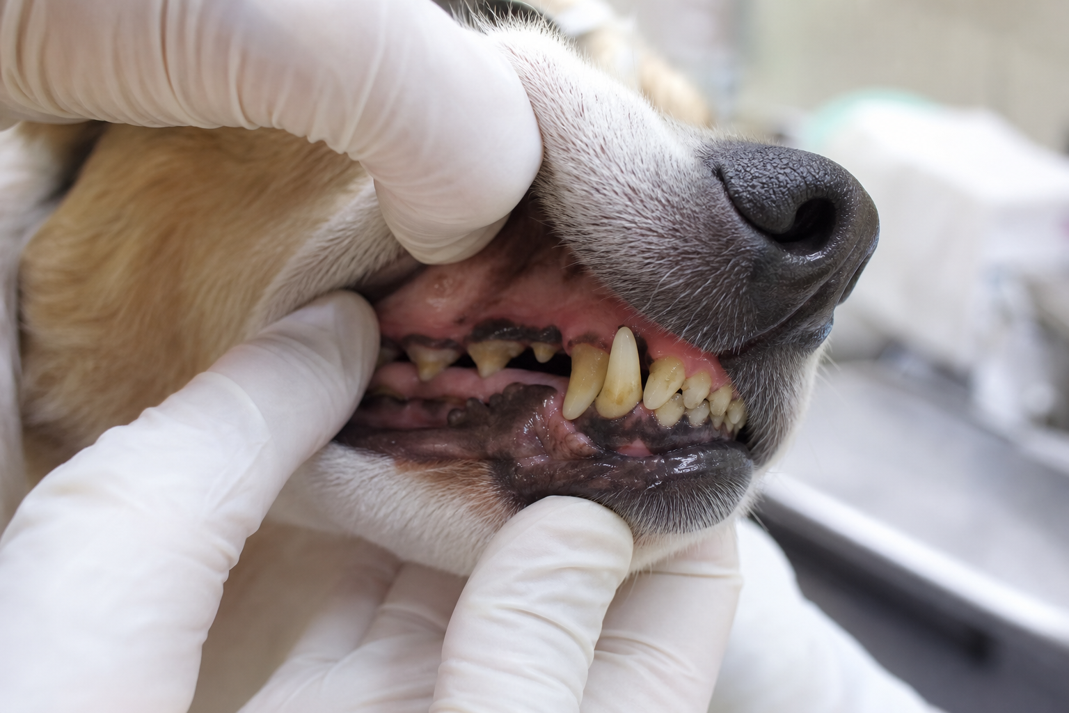 犬の口臭の主な原因——口の中の問題から内臓疾患まで