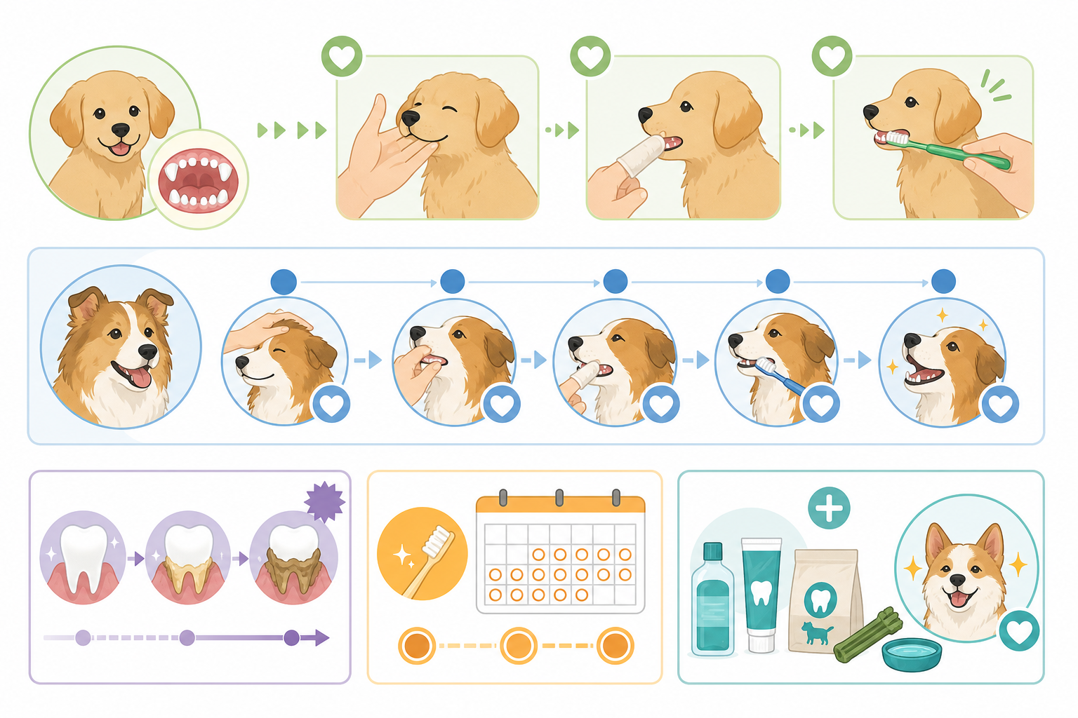 犬の歯磨きはいつから?頻度の目安も解説