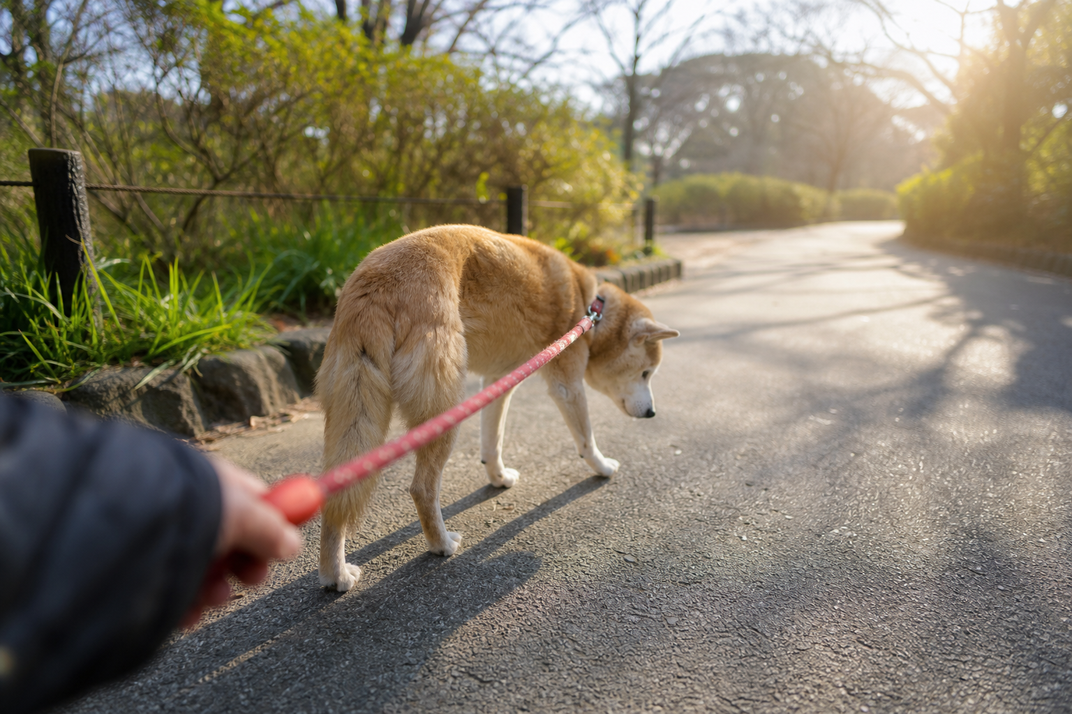 獣医師・動物介護士が勧める認知症の進行を遅らせる4つのアプローチ