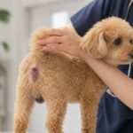犬の去勢後の黒い腫れ…病気か正常か3つの見分け方
