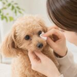 犬の涙やけは病気サイン？原因と対策7つで損しない