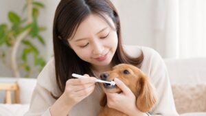 病気を防ぐ犬の歯磨き完全ガイド｜嫌がらず慣れさせる3ステップ