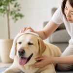 犬の熱中症症状と応急処置　命を落とさないための5つの必須知識