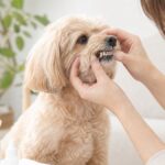 犬の歯石を自宅で無理に取らないで！病気を防ぐ正しいケア5つ