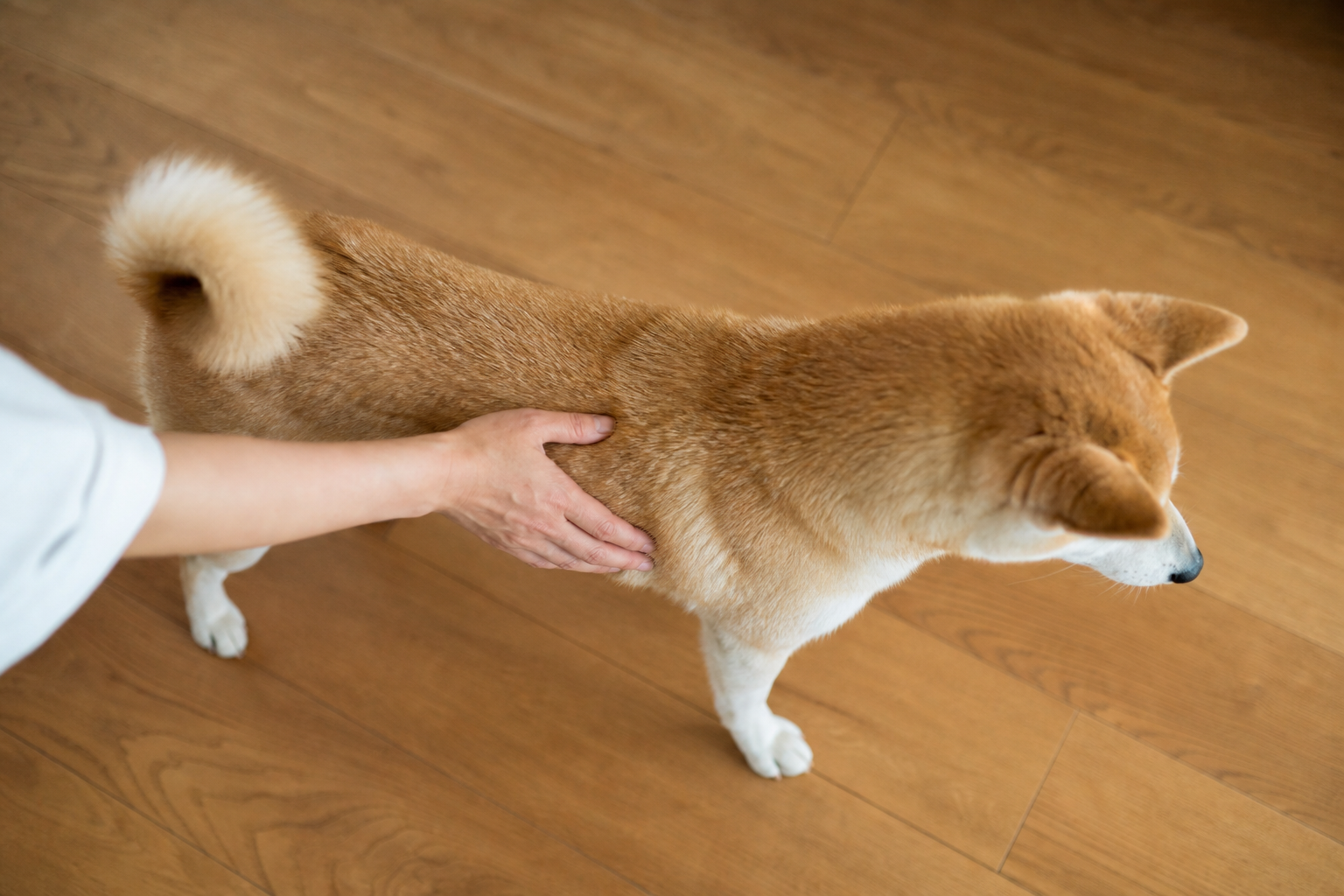 愛犬が肥満かどうか、見た目でチェックする方法