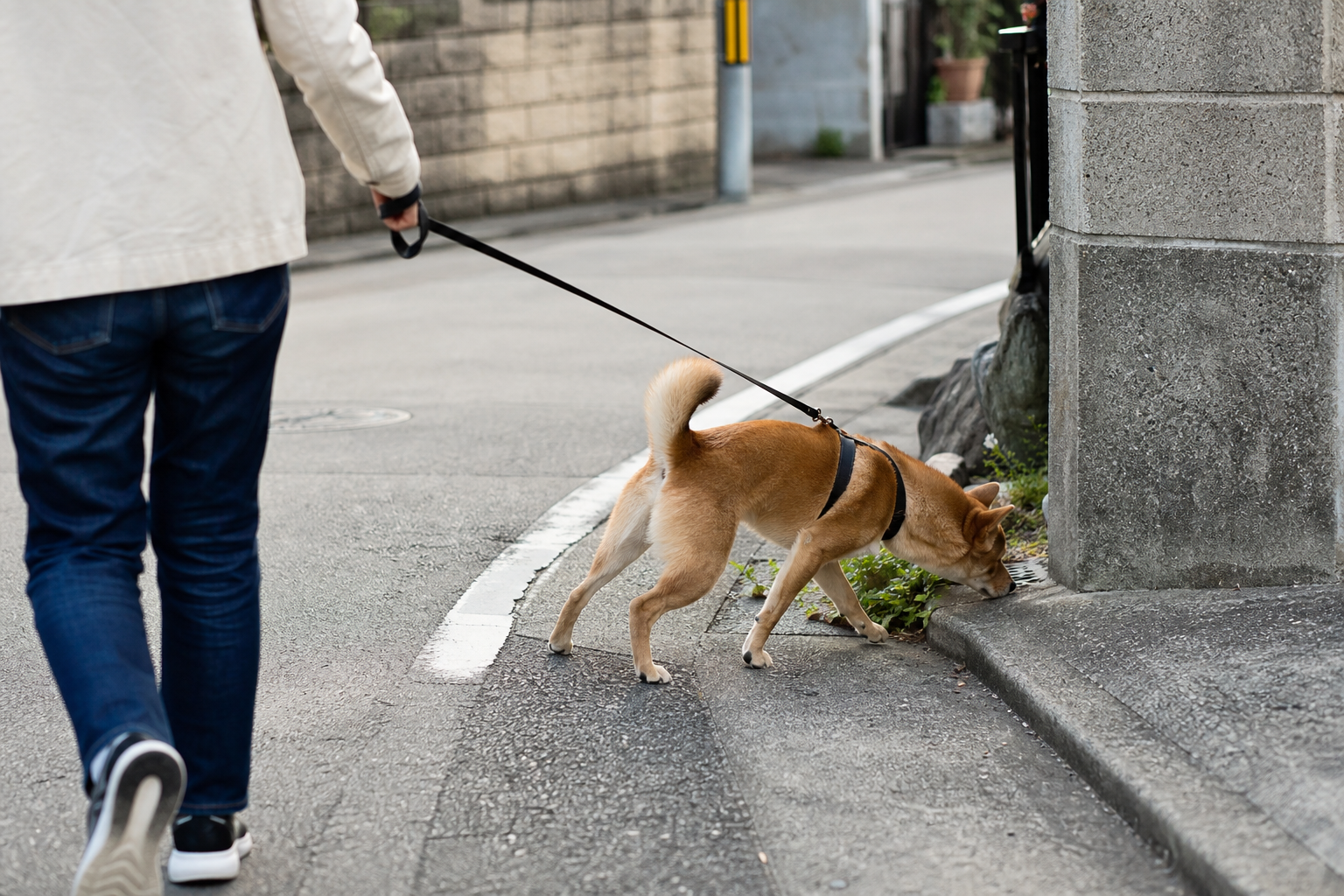 なぜ犬は散歩中にリードを引っ張るの?主な原因を知ろう