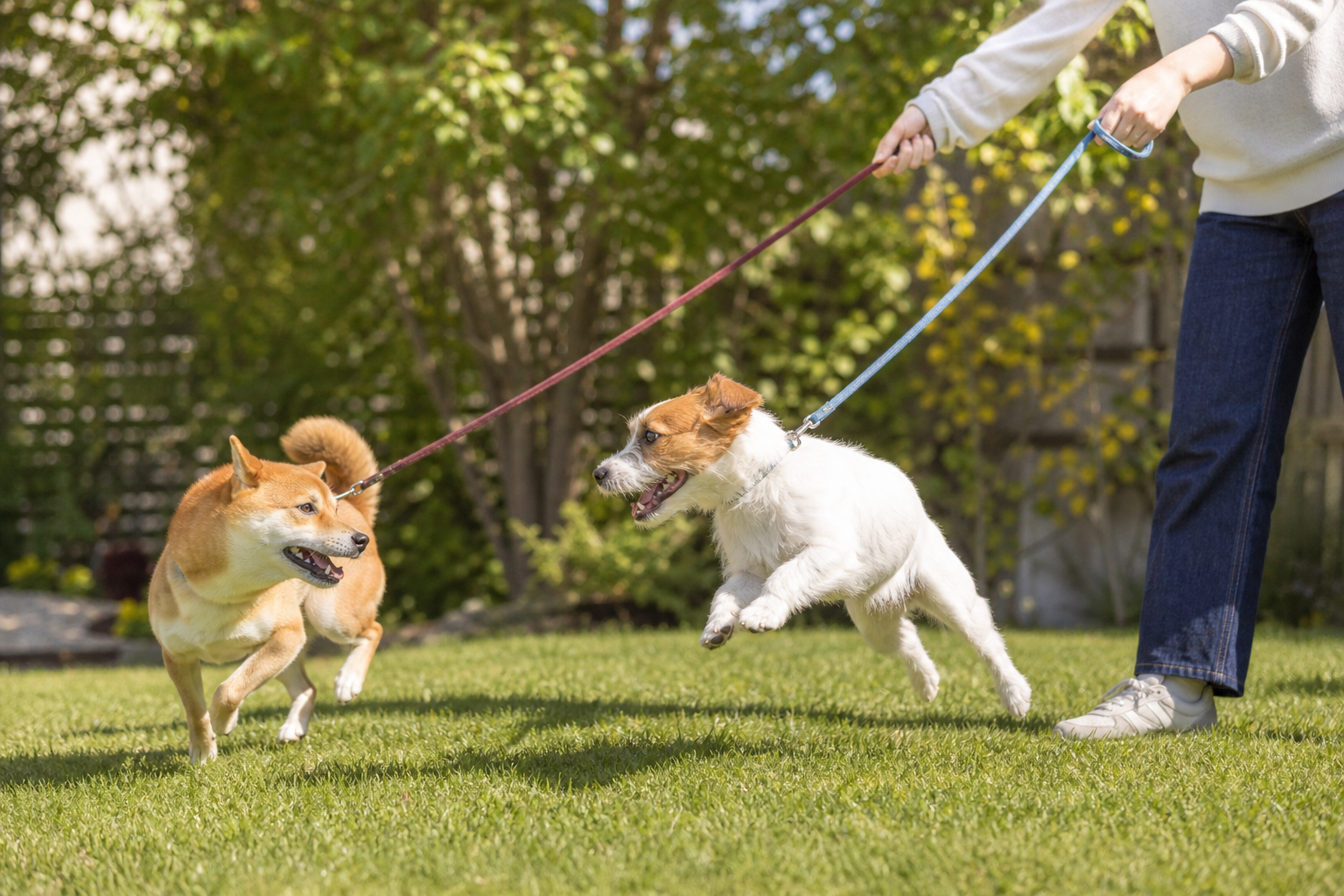 犬の多頭飼いのメリット・デメリット