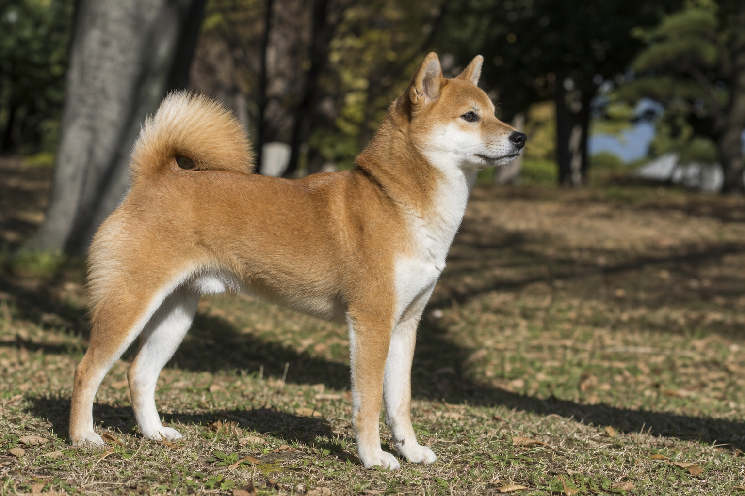 しっぽの「位置(高さ)」が示す犬の精神状態
