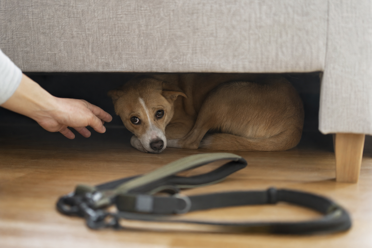 散歩を嫌がっているときに犬が見せるサイン