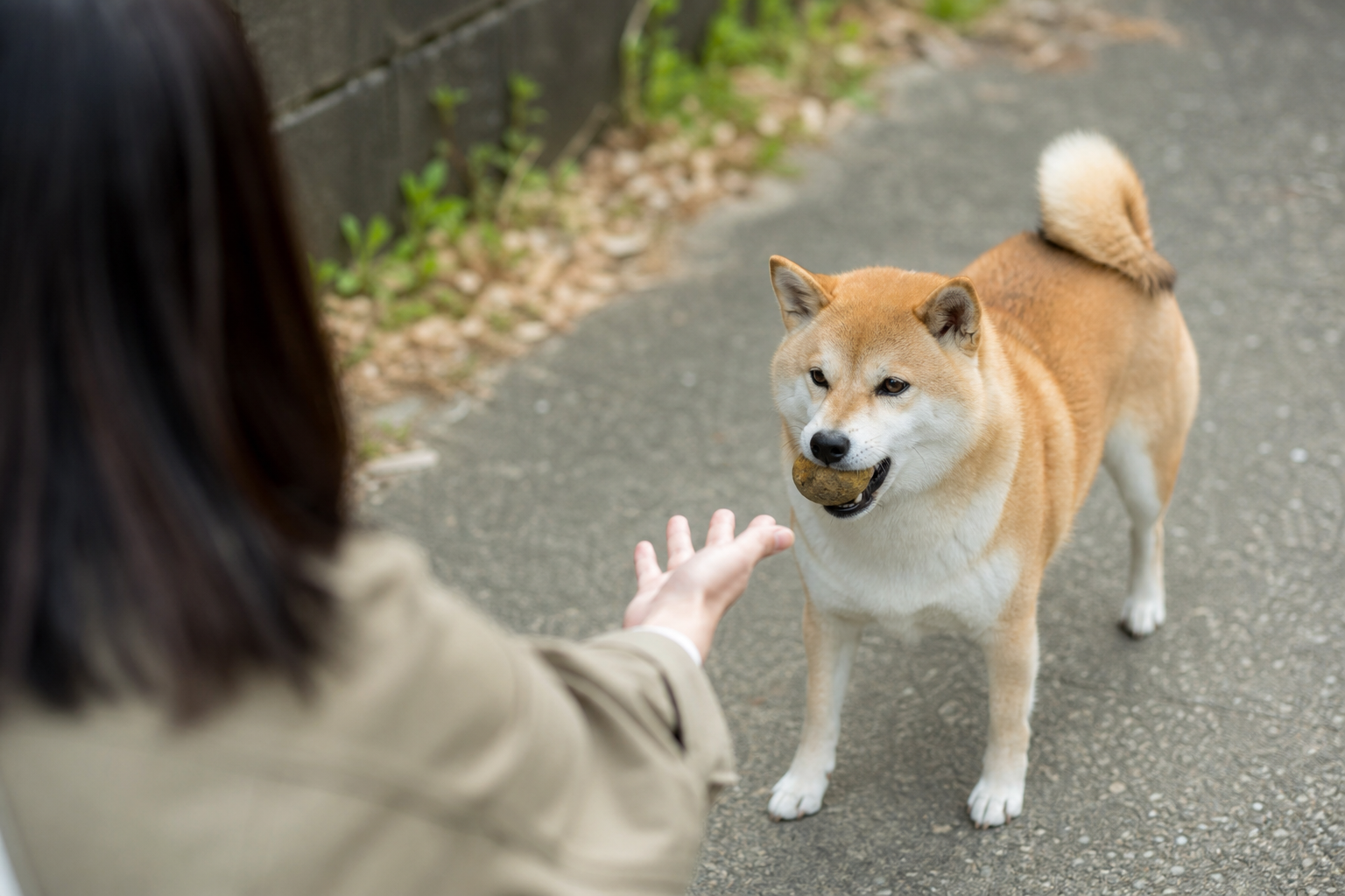 やってはいけない!拾い食いを悪化させるNG対応3選