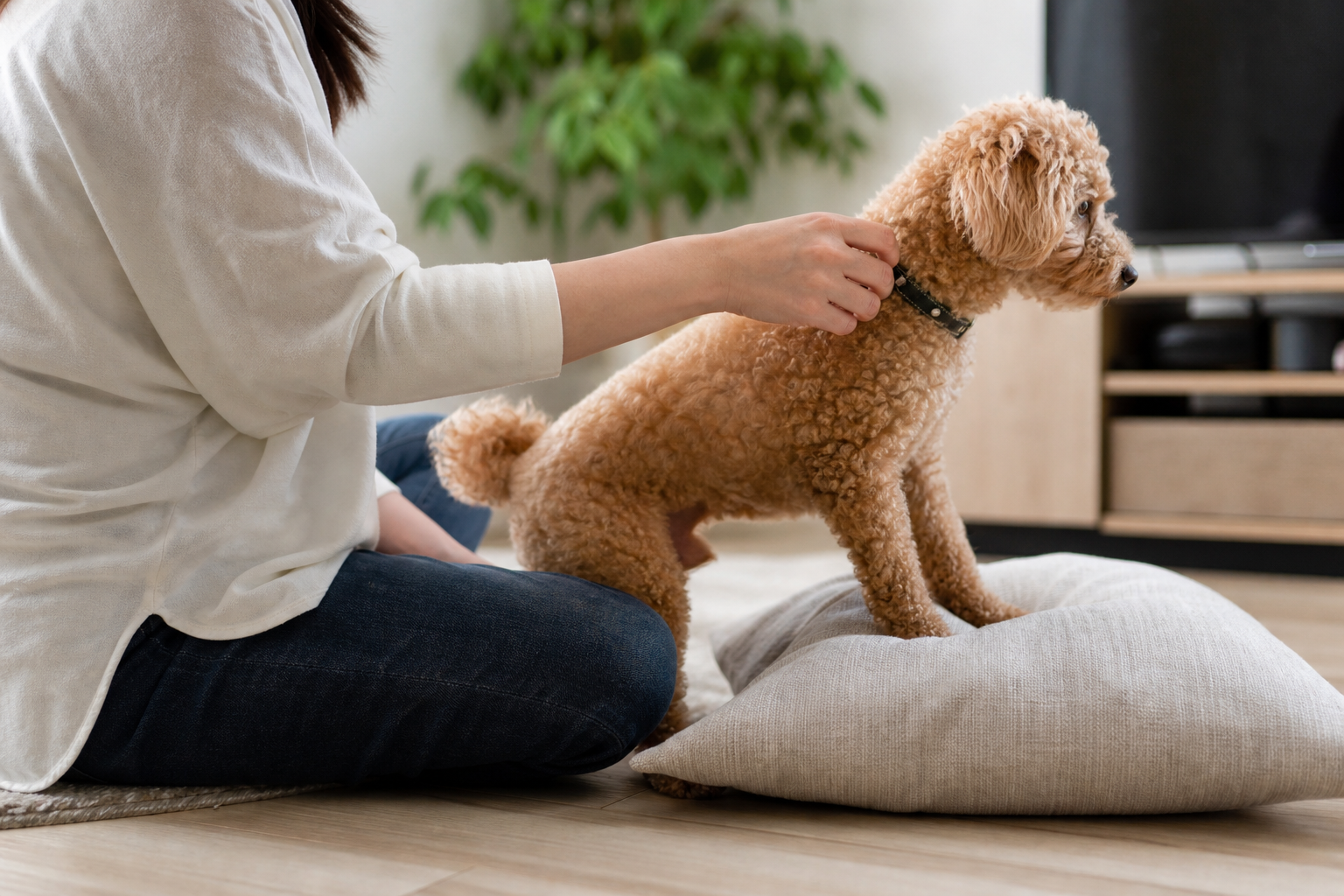 去勢・避妊手術はマウンティングに効果がある?