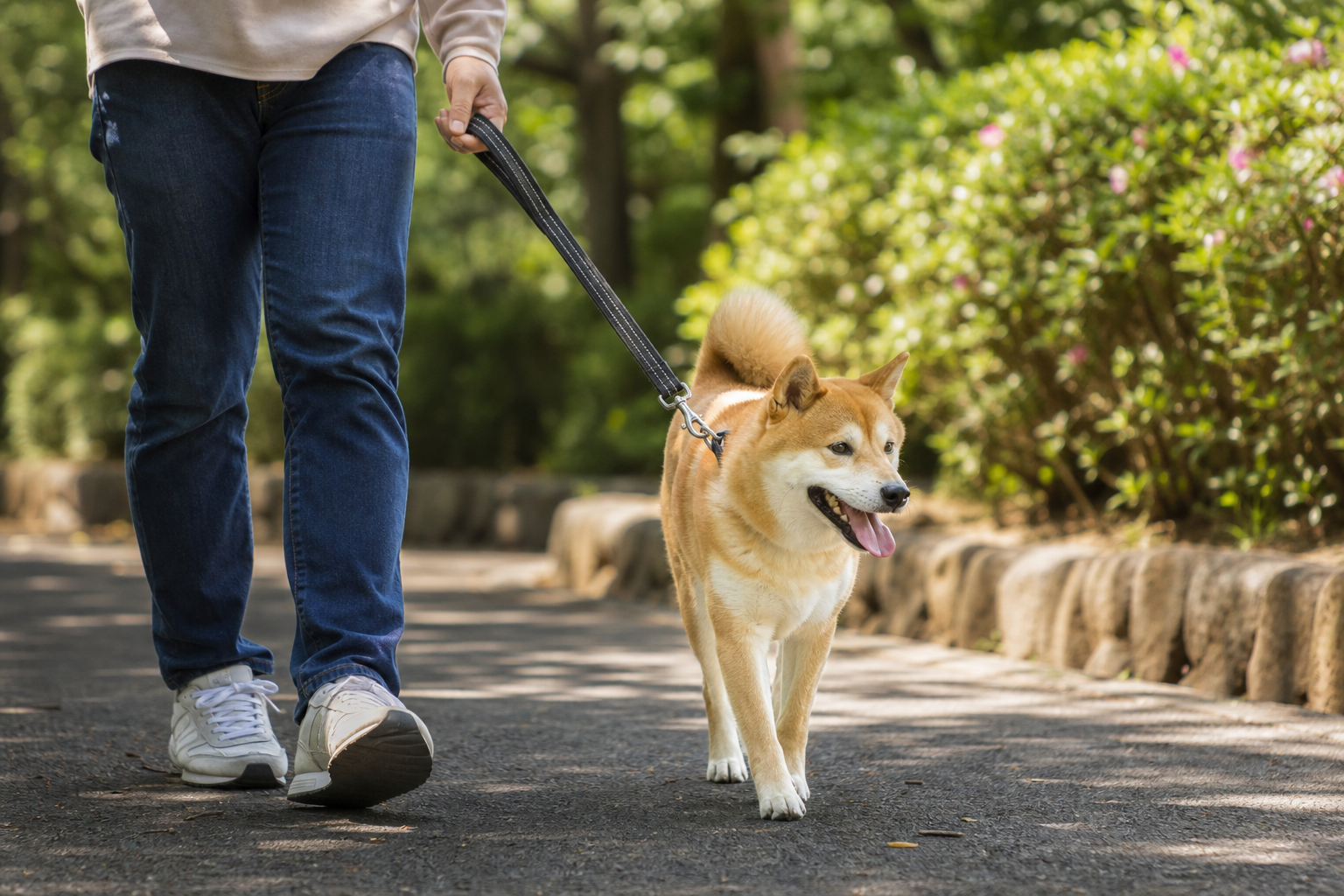 マウンティングを予防するための日常ケアと環境づくり