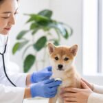子犬のワクチンスケジュール 完全ガイド｜しつけで損しない3つの新常識