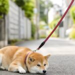 犬が散歩を嫌がる本当の理由7つ｜体調悪化で損しない対処法