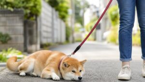 犬が散歩を嫌がる本当の理由7つ｜体調悪化で損しない対処法