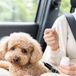 犬の車酔い対策と薬の選び方　失敗しない3つのコツ