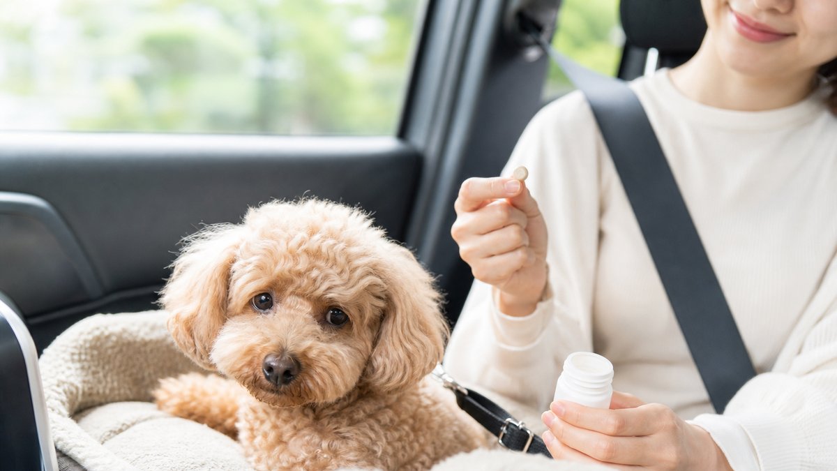 犬の車酔い対策と薬の選び方　失敗しない3つのコツ