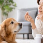 犬の関節サプリは本当に効果ある？損しない選び方5つ