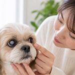 犬の白内障初期症状、見逃してない？失明を防ぐ5つのサイン